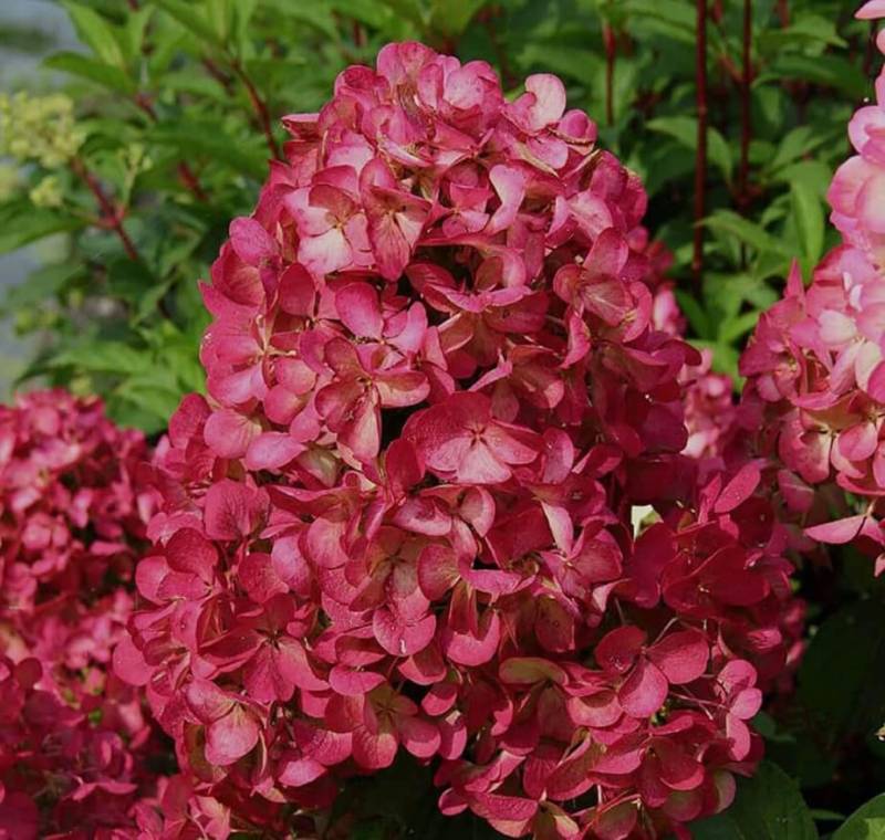 Гортензия метельчатая Меджикал Везувий в тубе